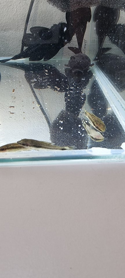 Otocinclus affinis, 1 stk.