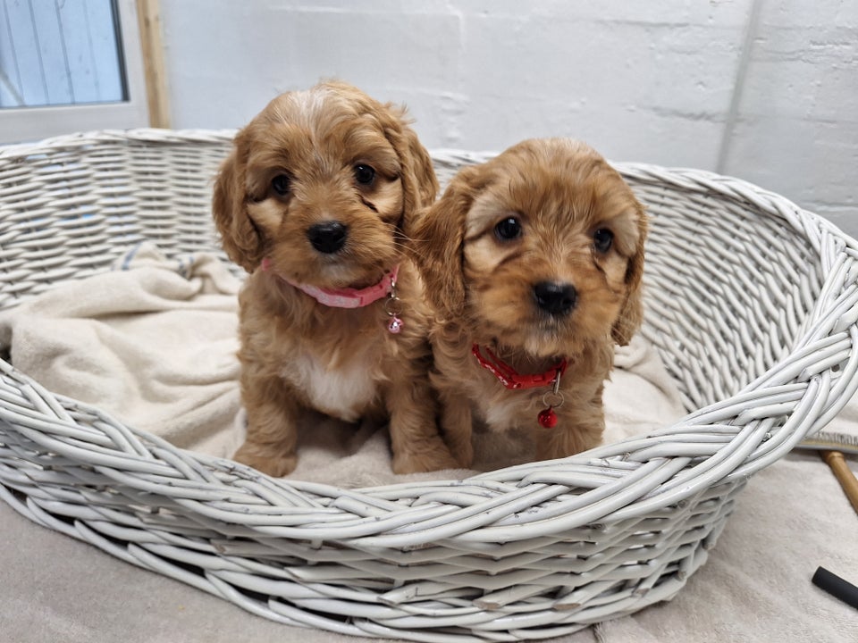 CAVAPOO hvalpe 8 uger