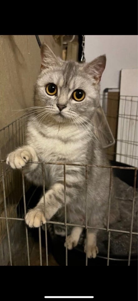 Hunkat British Shorthair  3 år