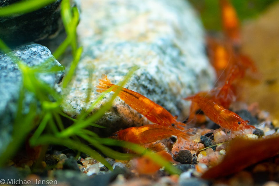 Amber Red Cherry Shrimp