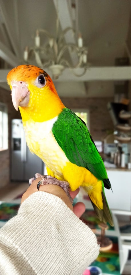 Papegøje, Caique, 2 år