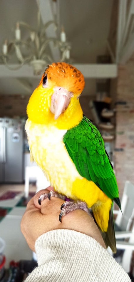 Papegøje, Caique, 2 år