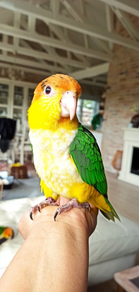 Papegøje, Caique, 2 år