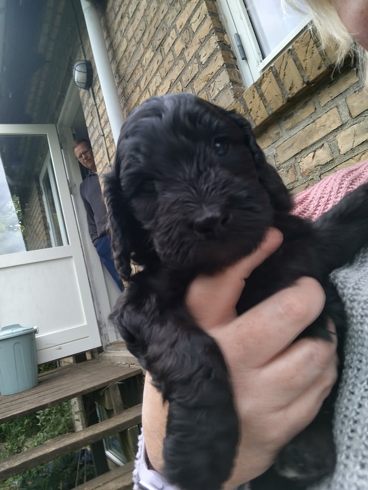 2 cockapoo/ cavapoo hvalpe