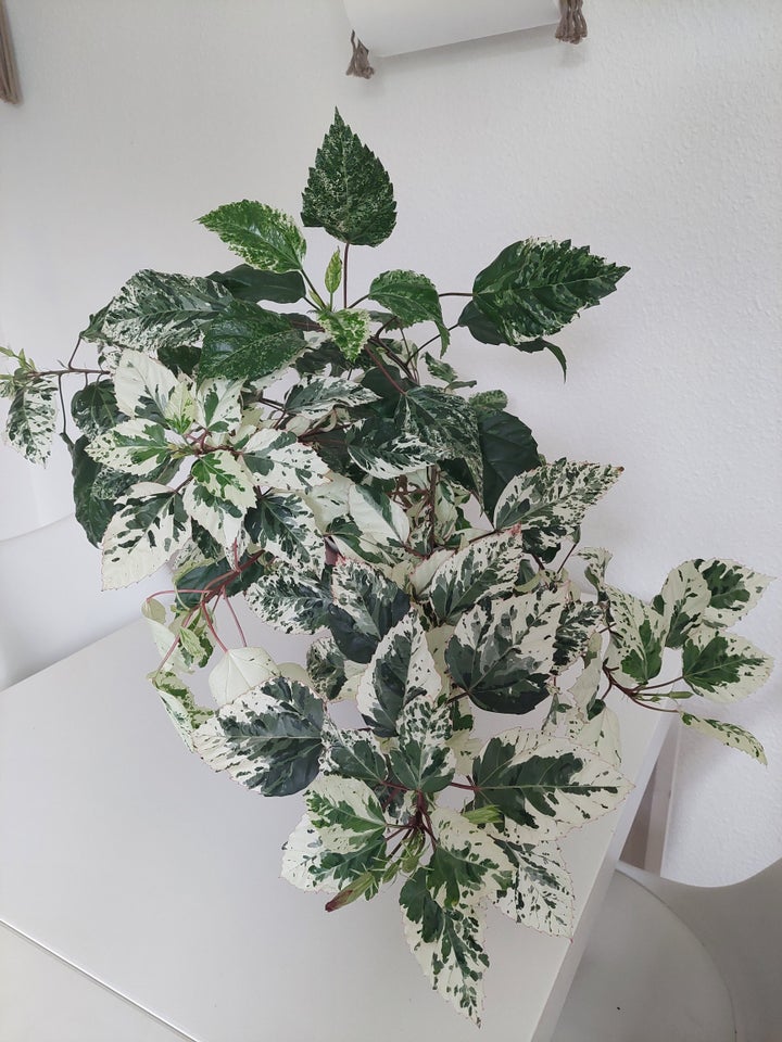 Stueplante, Hibiscus variegata