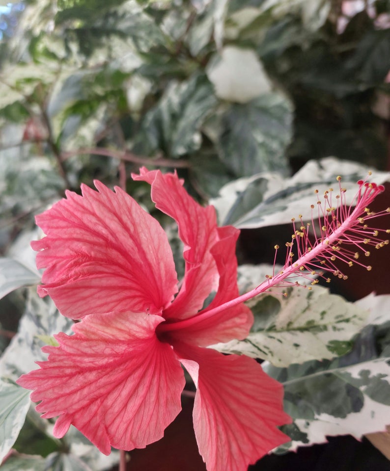 Stueplante, Hibiscus variegata