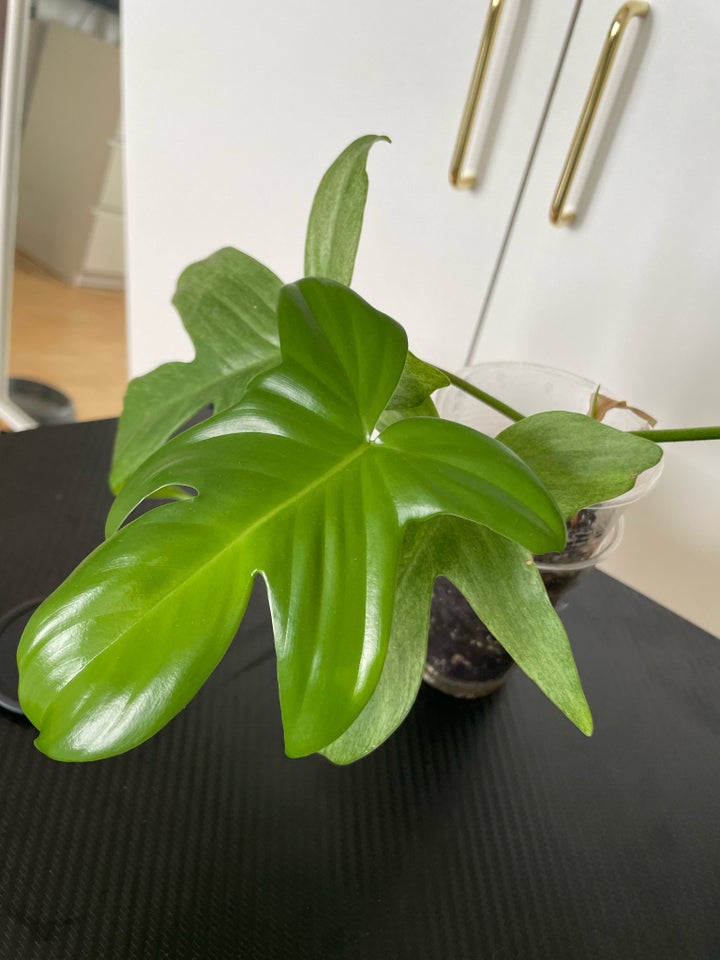 Philodendron Florida Ghost