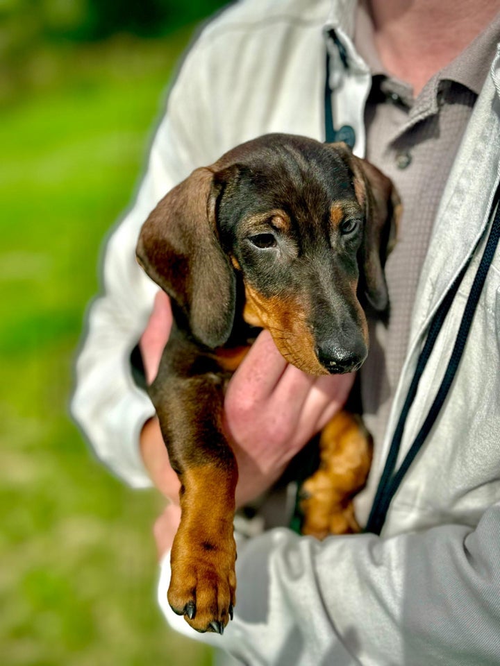 To søde gravhundehvalpe til