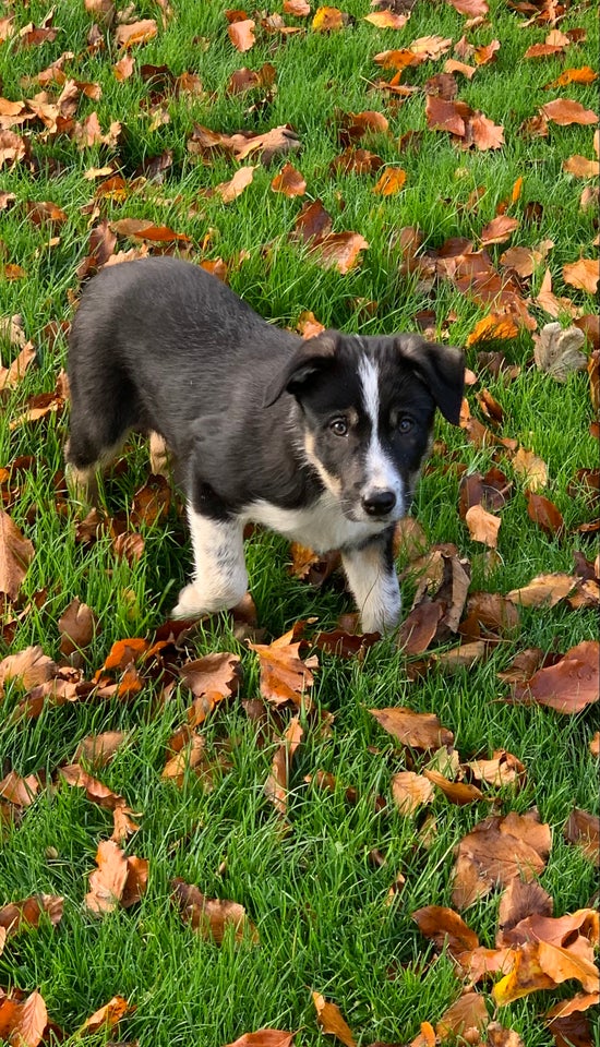 Border collie, hvalpe, 11 uger