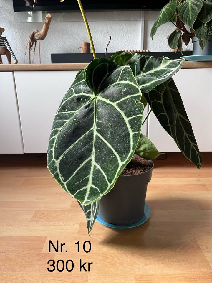 Stueplante , Anthurium