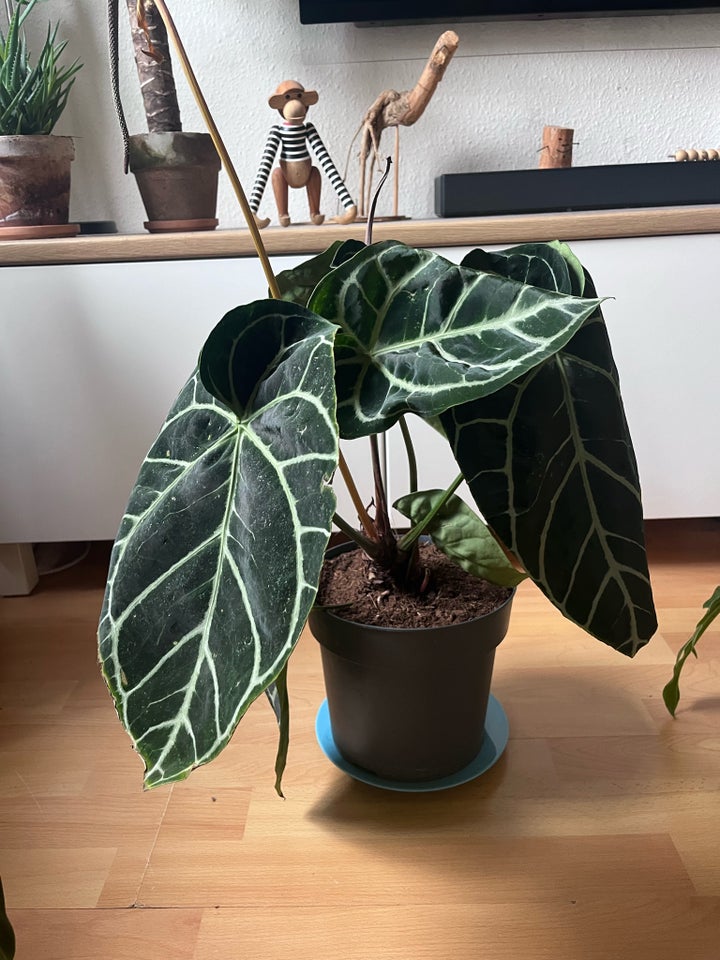 Stueplante , Anthurium