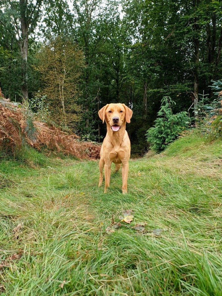 Fox Red F1 Labradorhvalpe