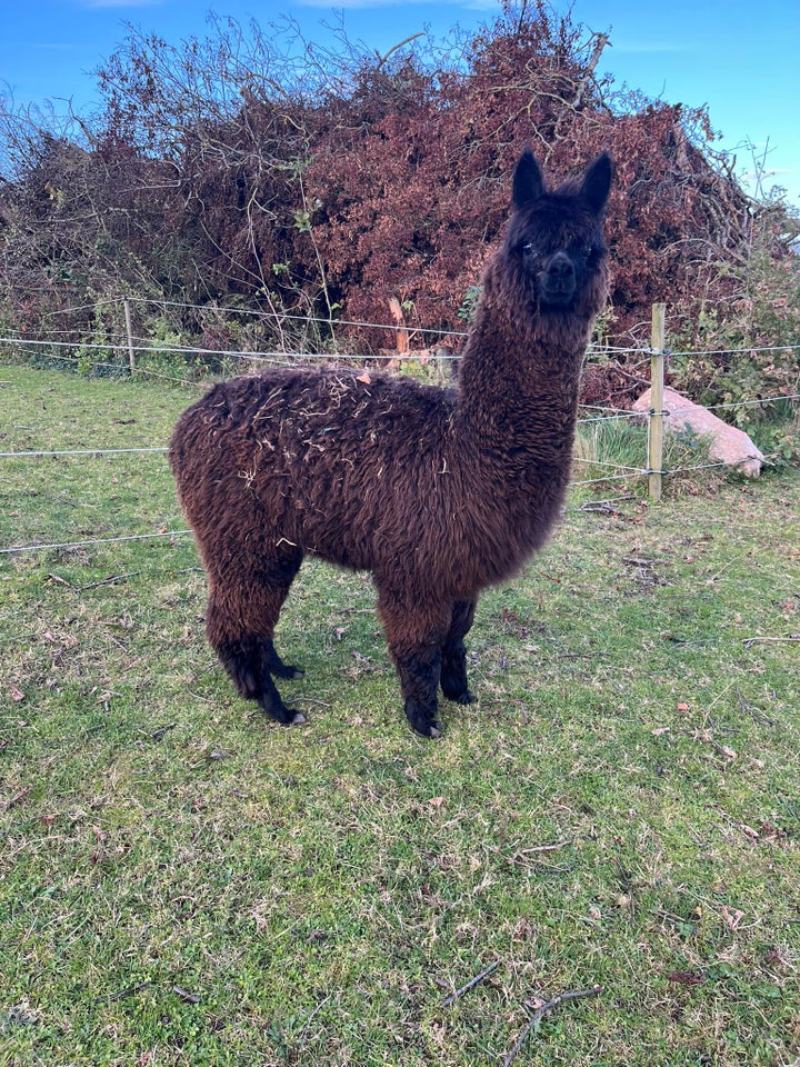 Alpaca, 1 stk.