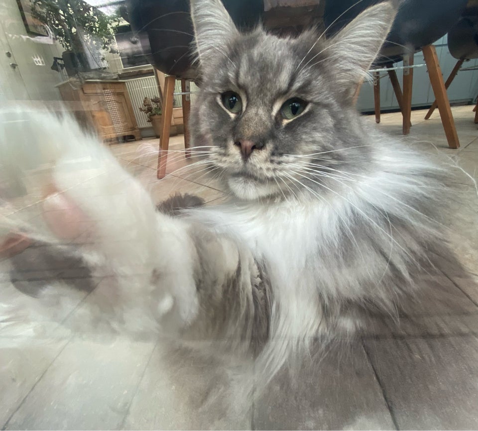 Hankat Mainecoon 2 år