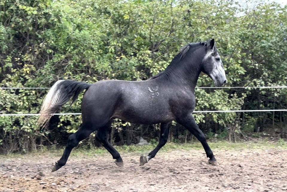 Lipizzaner, hingst, 4 år