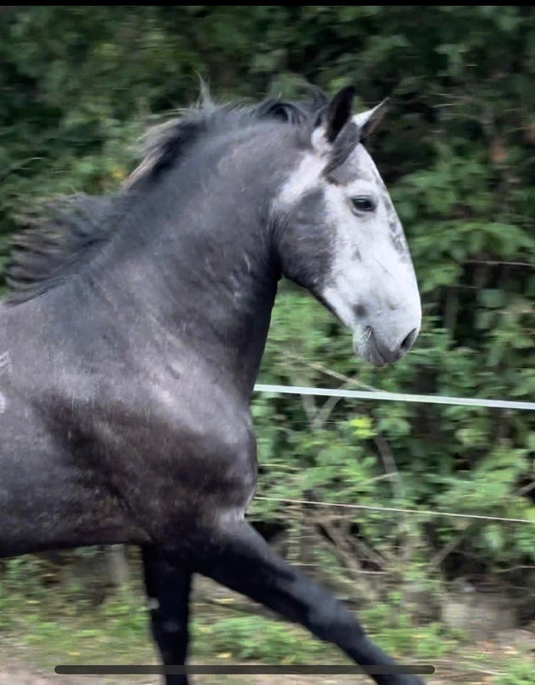 Lipizzaner, hingst, 4 år