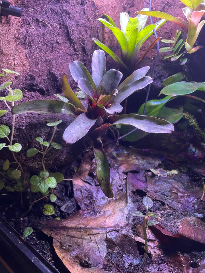 Terrarium, b: 45 d: 45 h: 45