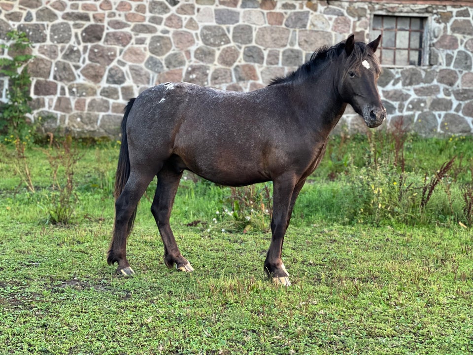 Knabstrupper, vallak, 2 år