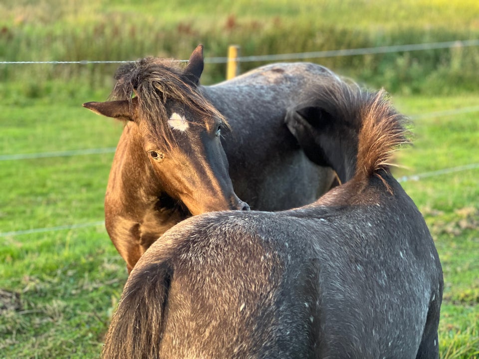 Knabstrupper, vallak, 2 år