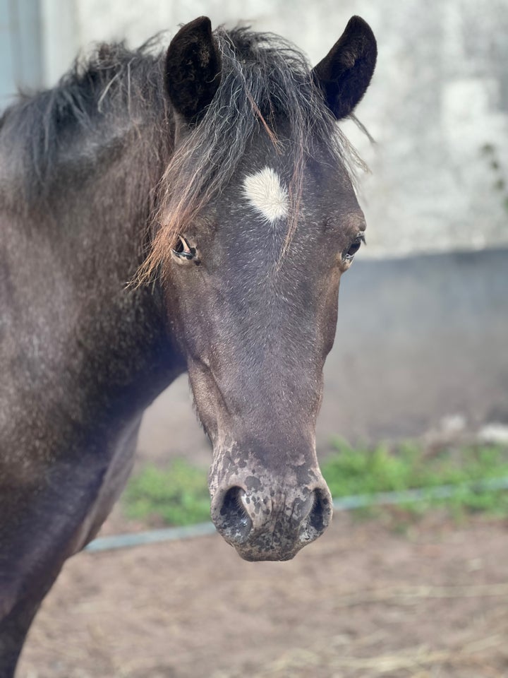 Knabstrupper, vallak, 2 år