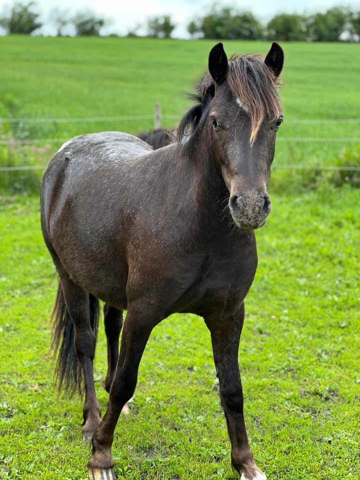 Knabstrupper, vallak, 2 år