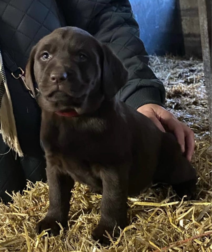 Labrador , hvalpe, 6 uger