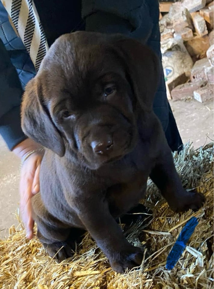 Labrador , hvalpe, 6 uger