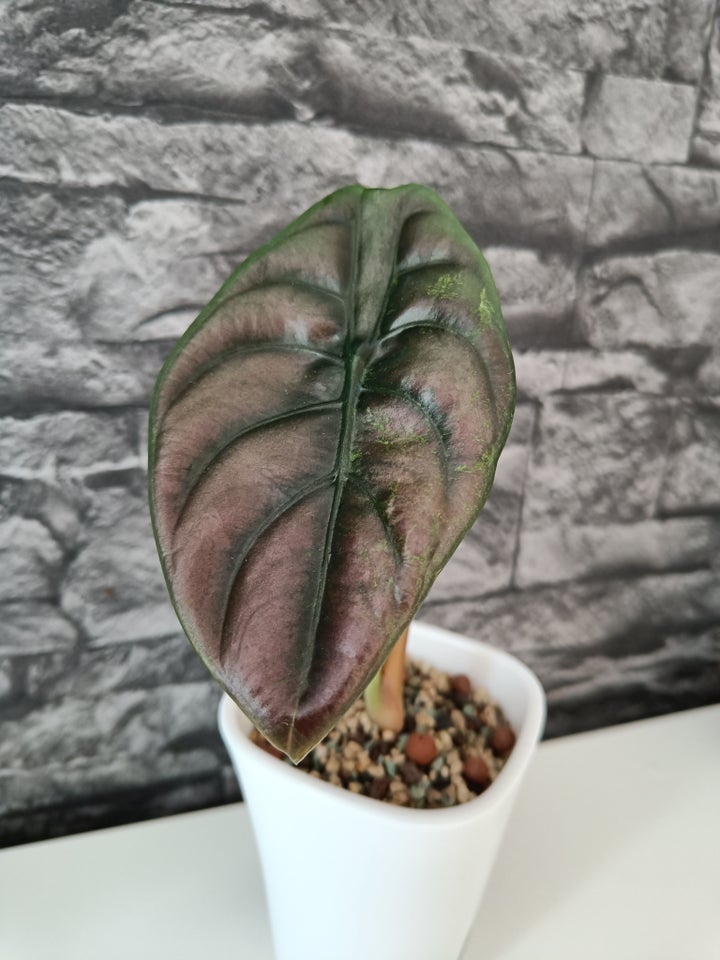 Alocasia Cuprea variegata