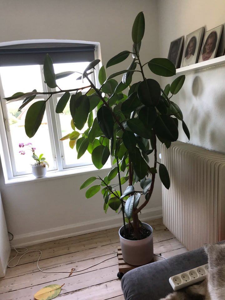 Stor grøn plante