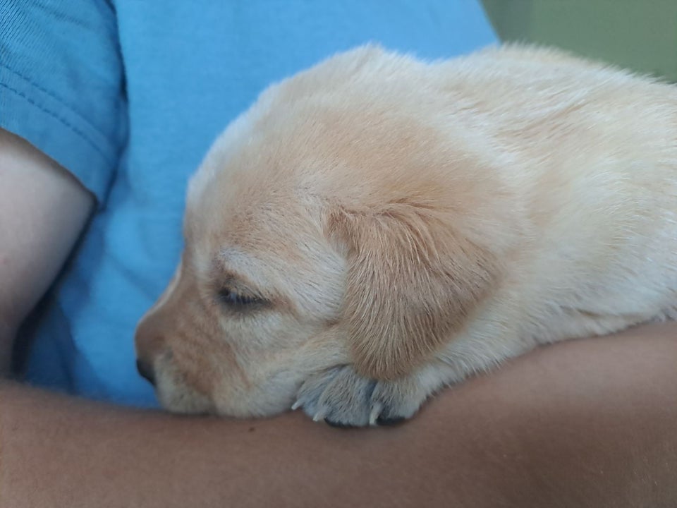 Labrador hvalpe med stamtav