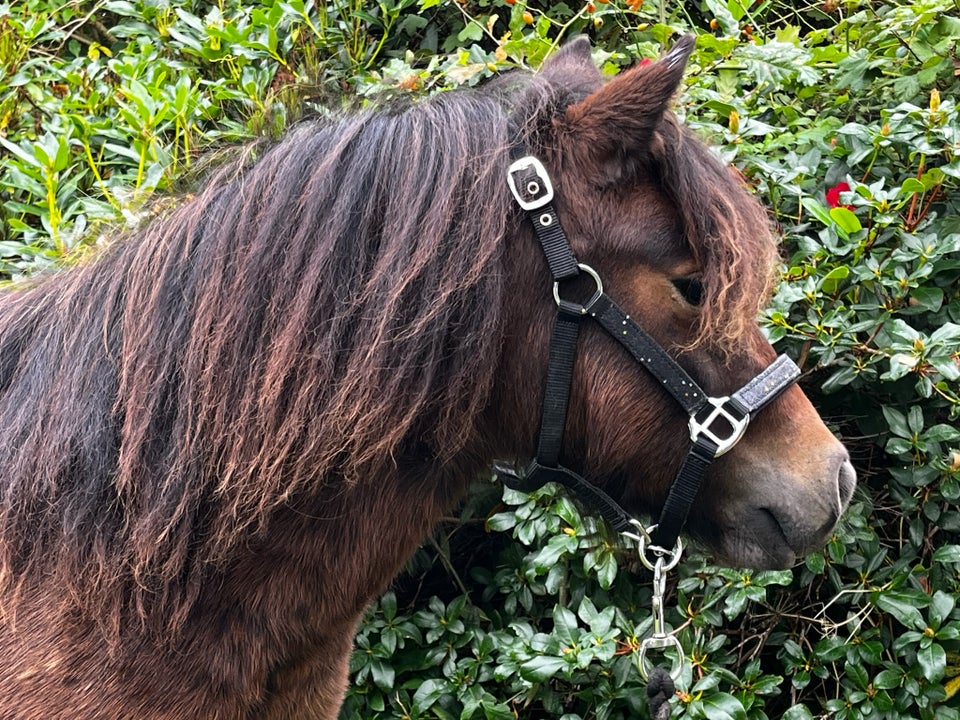 Shetlandspony, vallak, 1 år