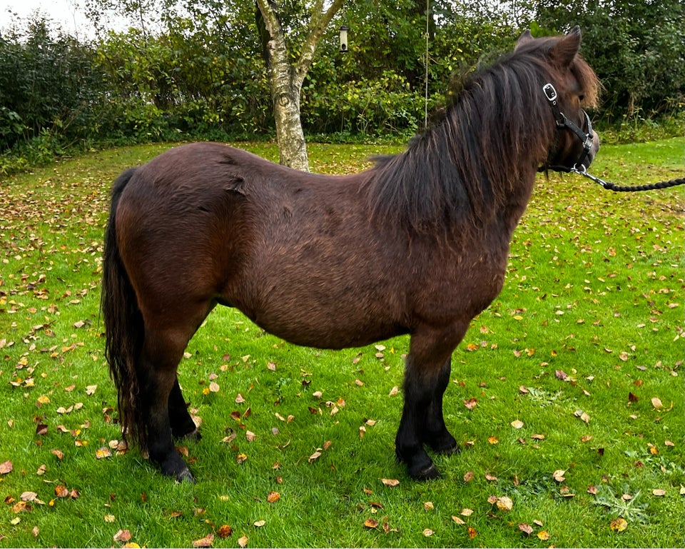 Shetlandspony, vallak, 1 år