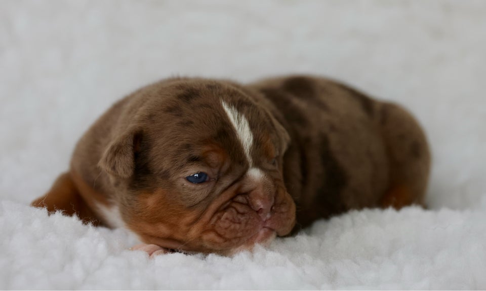 Old english bulldog flere hvalpe