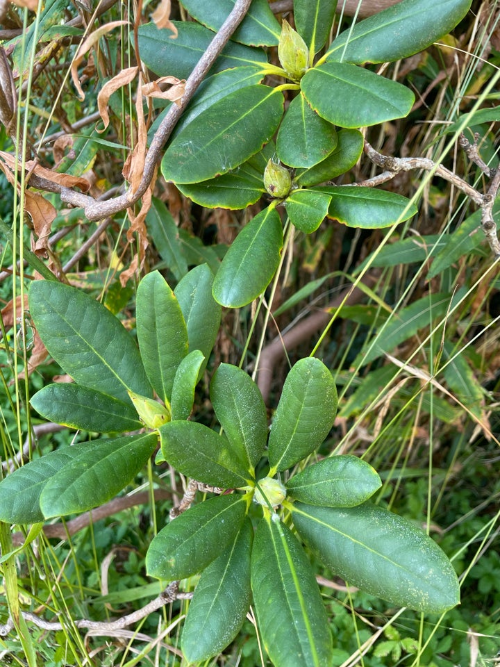 Rhododendron