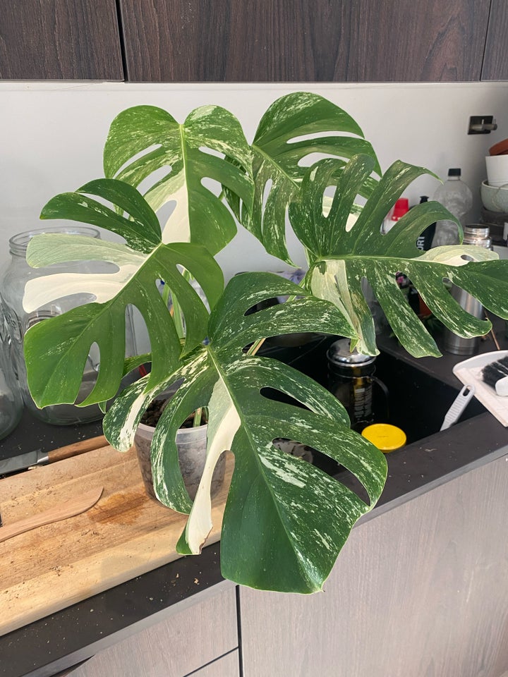 Monstera Albo Variegata , Monstera