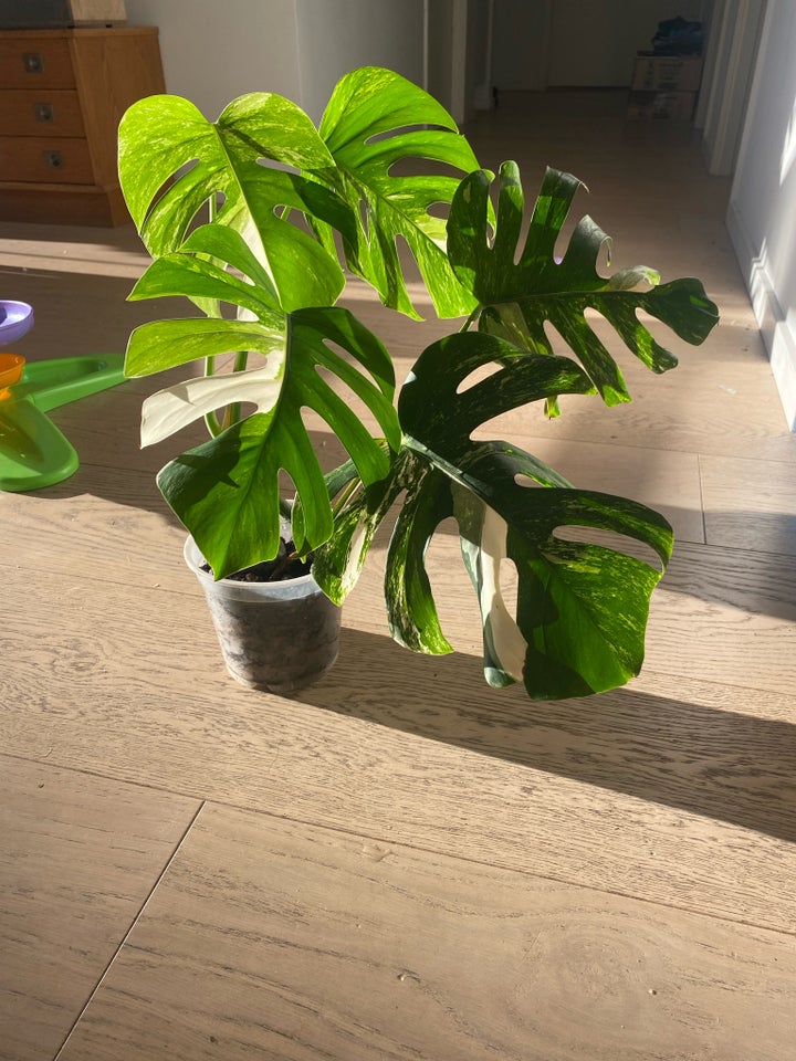 Monstera Albo Variegata , Monstera