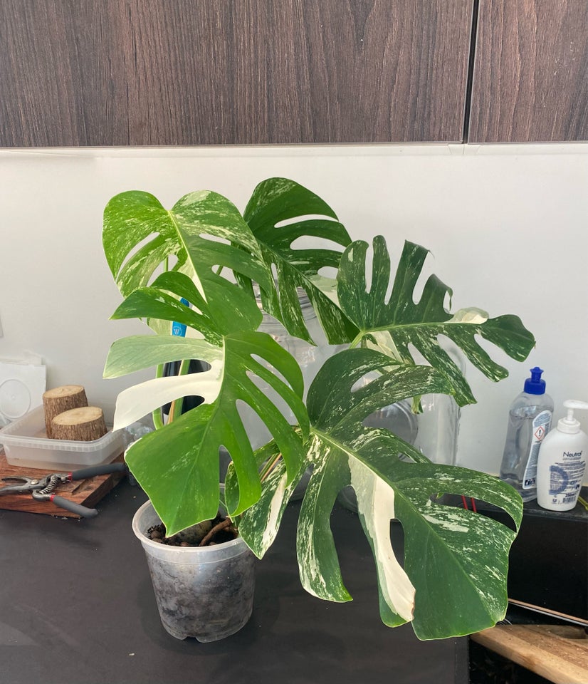 Monstera Albo Variegata , Monstera