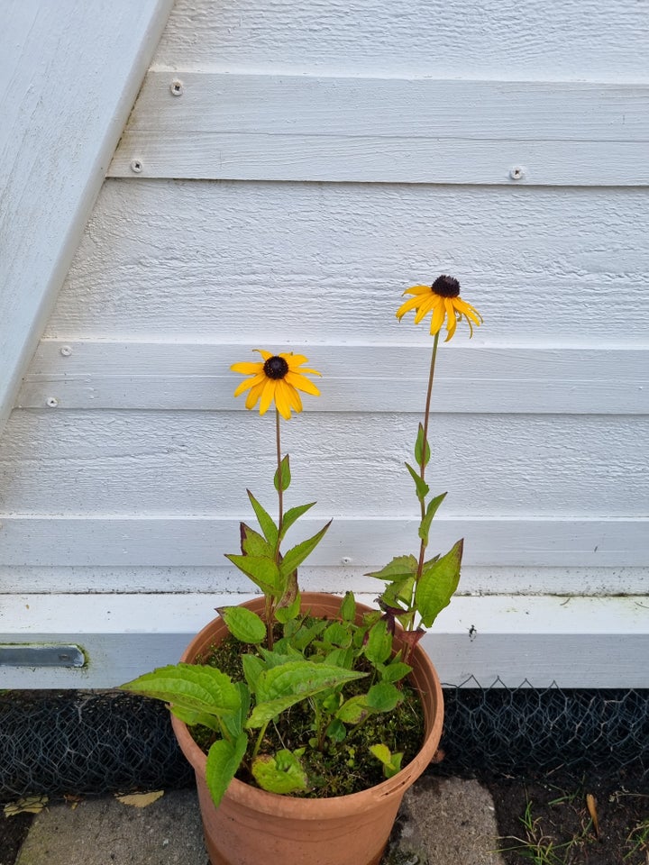 Staude Rudbeckia