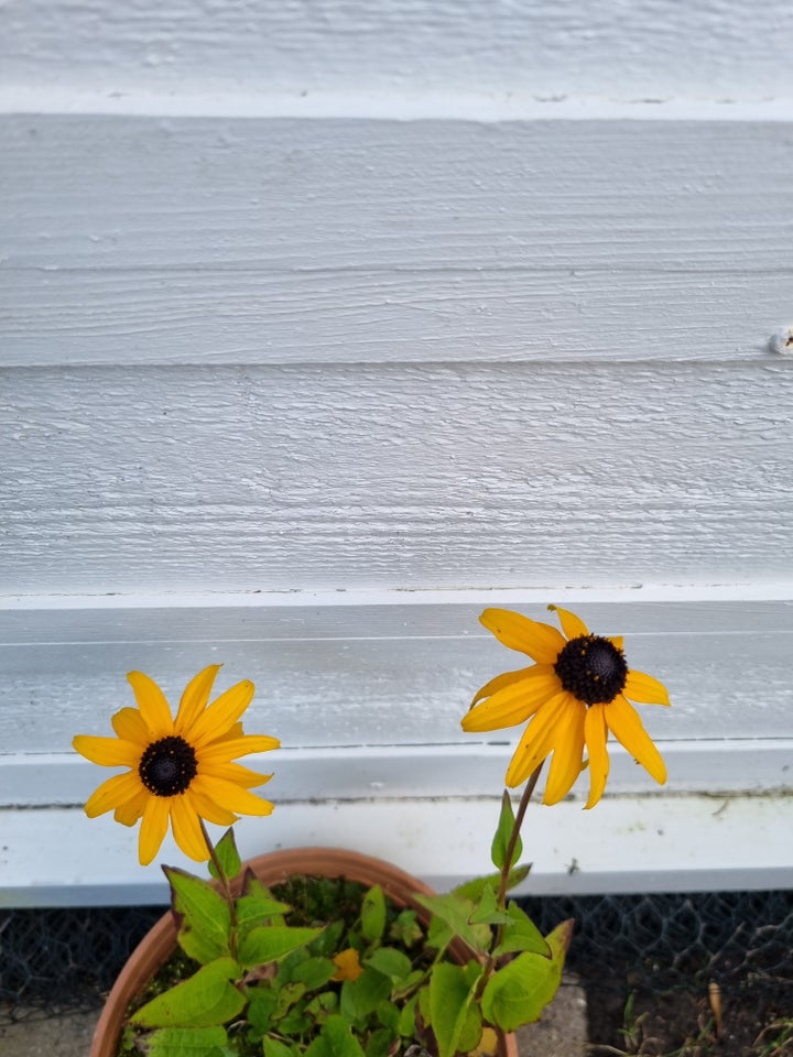 Staude Rudbeckia