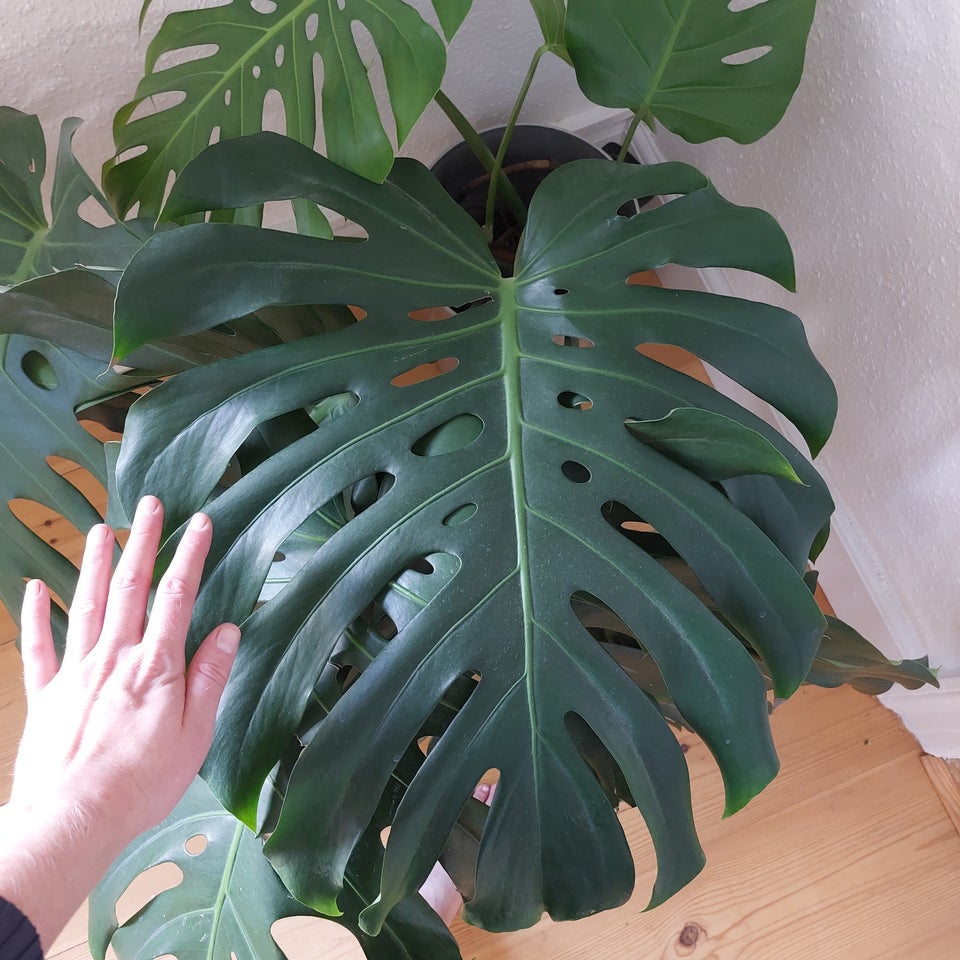 Monstera stikling