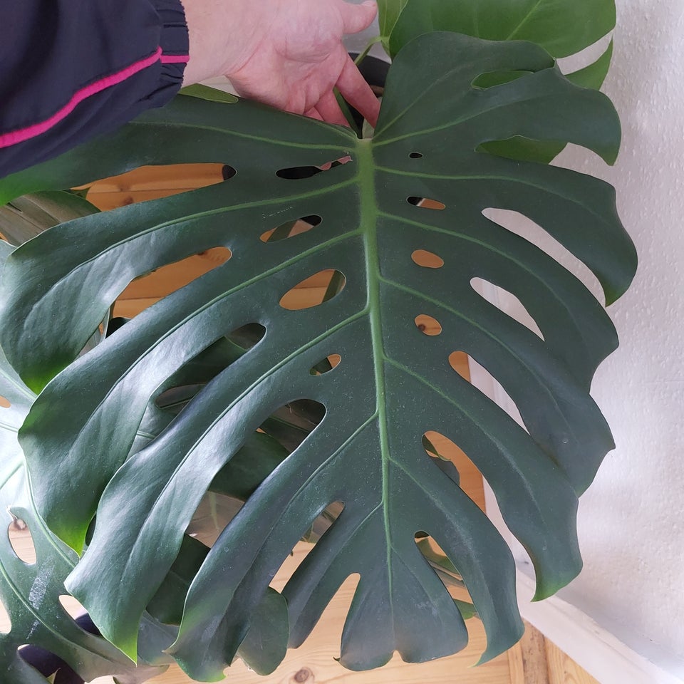 Monstera stikling