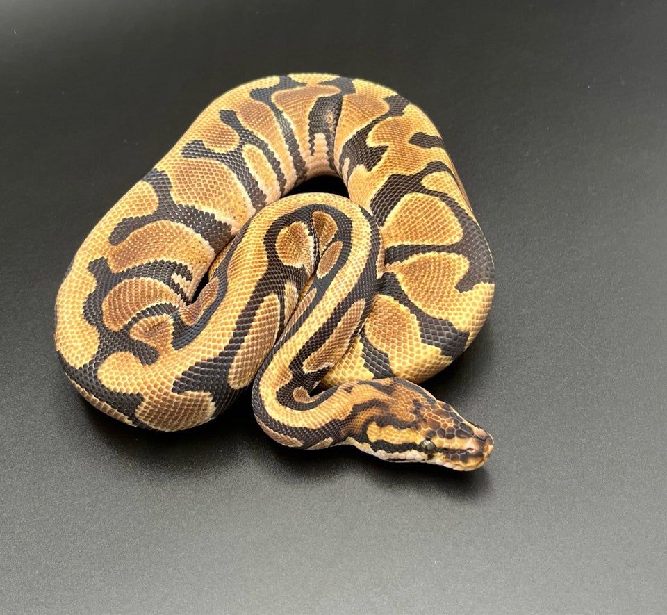 Slange Kongepython/Ball Python