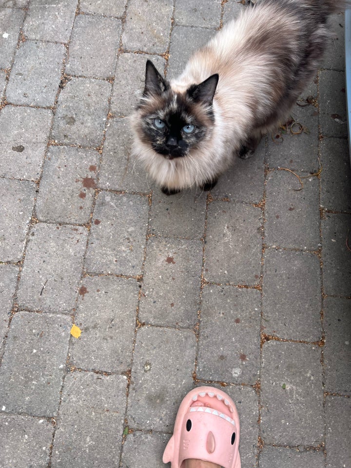 Hunkat, Ragdoll/huskat, 6 år