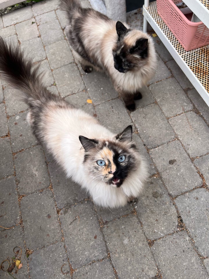 Hunkat, Ragdoll/huskat, 6 år