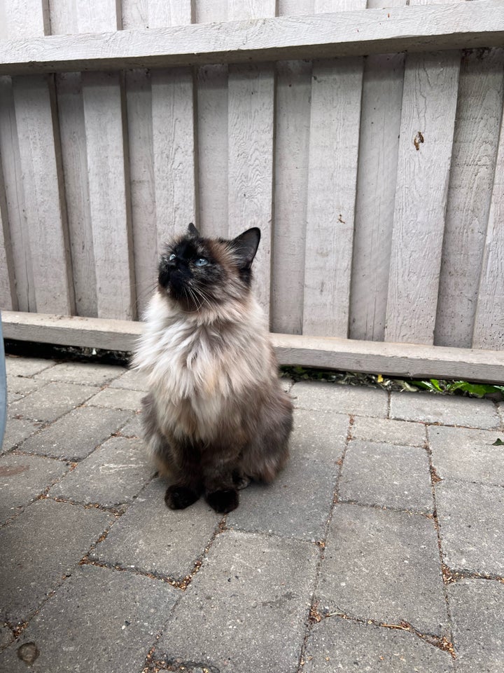 Hunkat, Ragdoll/huskat, 6 år