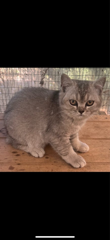 Hunkilling, British Shorthair, 4