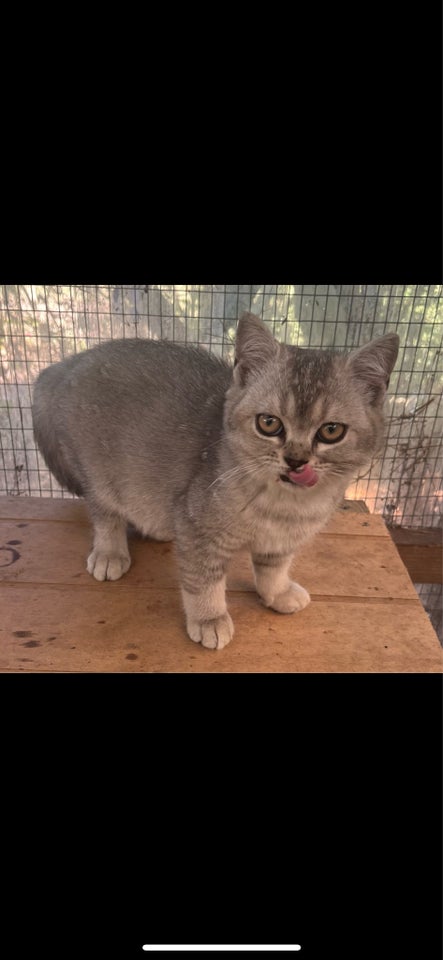 Hunkilling, British Shorthair, 4