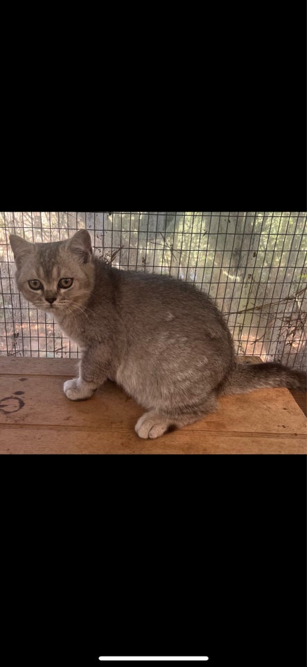 Hunkilling, British Shorthair, 4