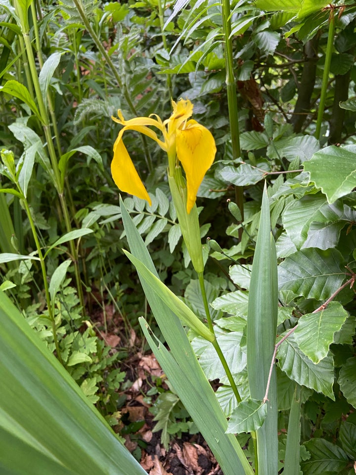 Staude Iris