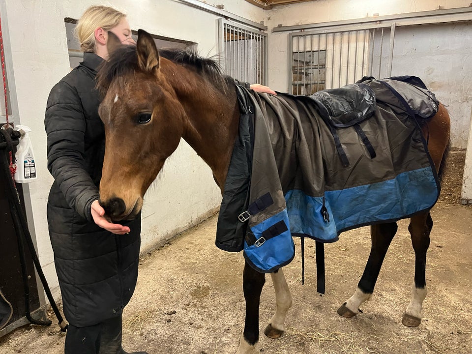 Dansk Varmblod, hingst, 1 år